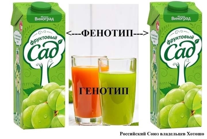 ФЕНОТИП И ГЕНОТИП