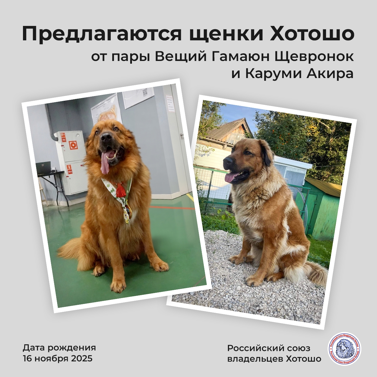Щенки Хотошо